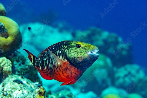 Parrot fish, Stoplight, Bonaire photo