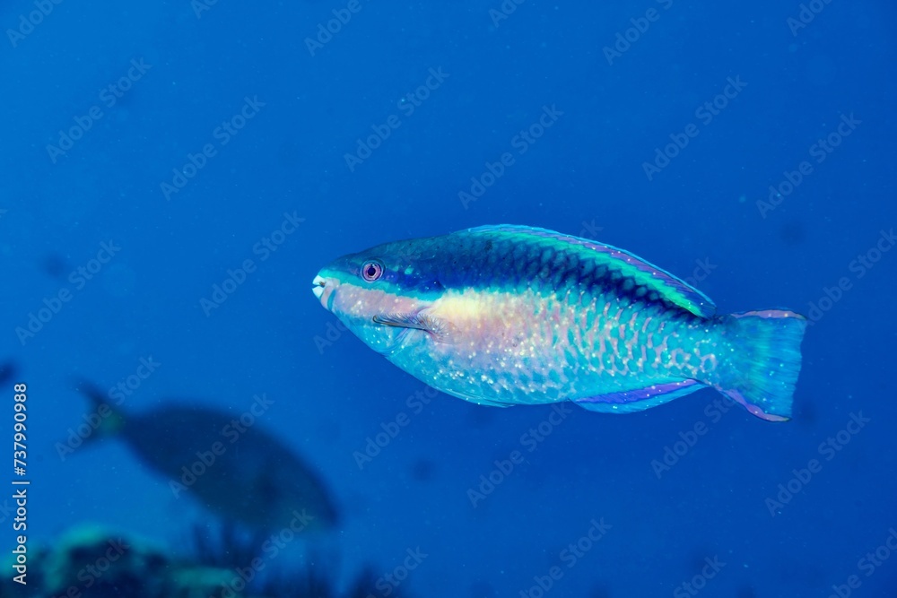 Parrot fish, Stoplight, Bonaire Parrot fish, Stoplight, Bonaire