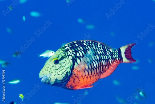 Parrot fish, Stoplight, Bonaire photo