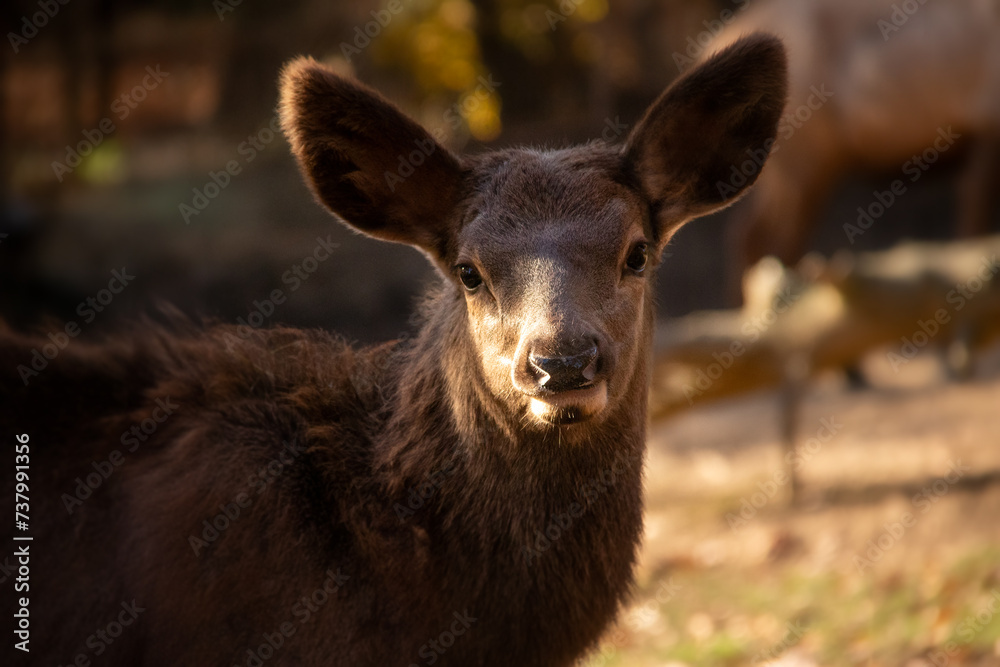 Fototapeta premium A portrait of little baby elk also known as wapiti or pronghorne antelope.