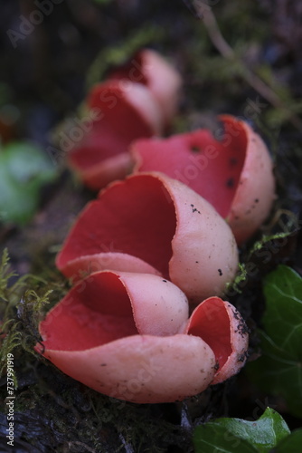 Scarlet Elfcup mushroom growing in Scotland
