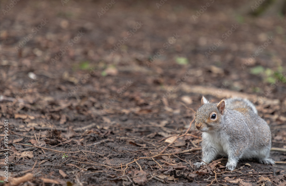 Portrait of a cute Eastern Gray Squirrel (Sciurus carolinensis) standing on dry grassy ground in natural park. Space for text, Selective focus. Portrait of a cute Eastern Gray Squirrel (Sciurus carolinensis) standing on dry grassy ground in natural park. Space for text, Selective focus.