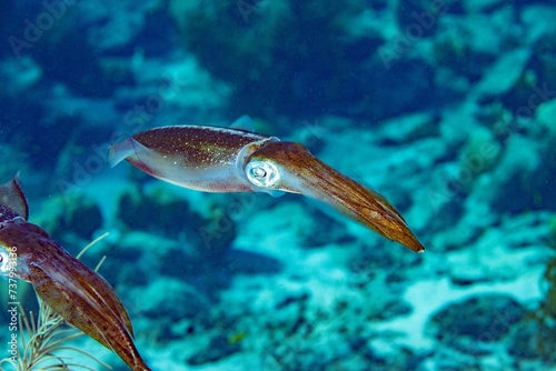 Stoplight Parrot fish, Sparisoma viride  Bonaire