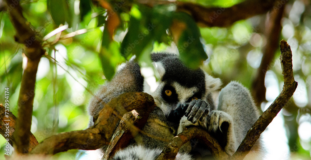 Fototapeta premium Animals 