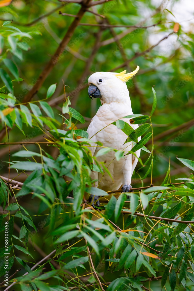 Cockatoo parrot sitting on a green tree branch in Australia. Big white and yellow cockatoo with nature green background Cockatoo parrot sitting on a green tree branch in Australia. Big white and yellow cockatoo with nature green background