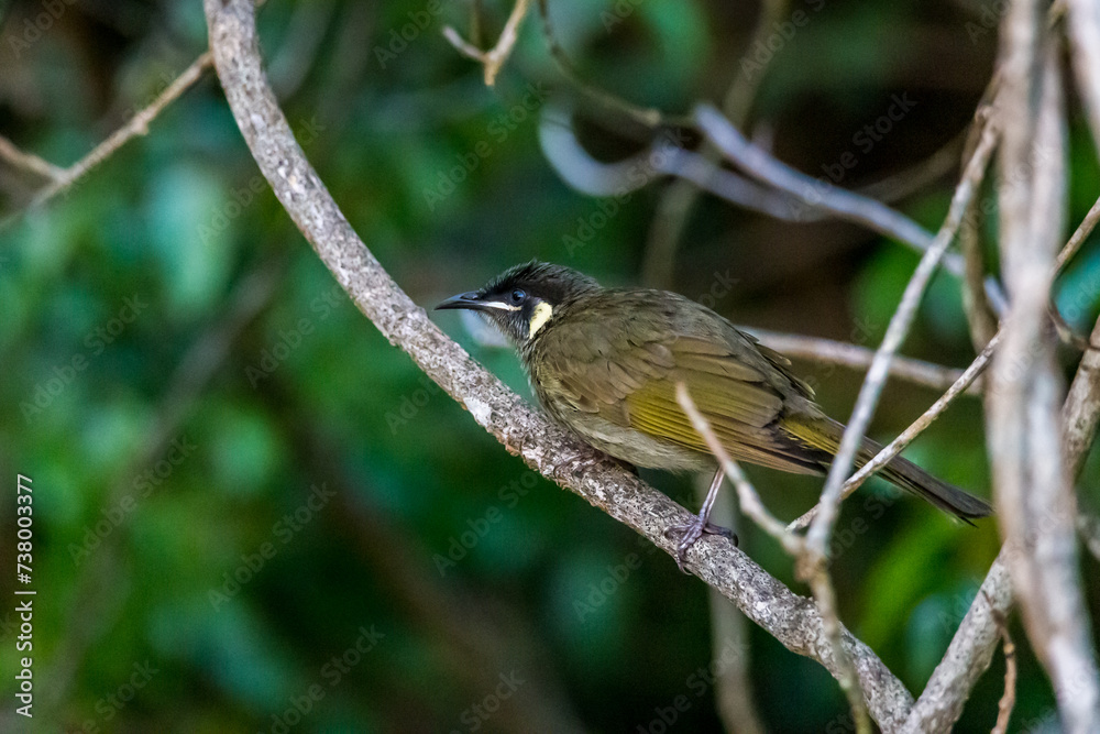Close-Up of a Lewin’s Honeyeater sitting on a Branch of Tree, Queensland, Australia. Close-Up of a Lewin’s Honeyeater sitting on a Branch of Tree, Queensland, Australia.