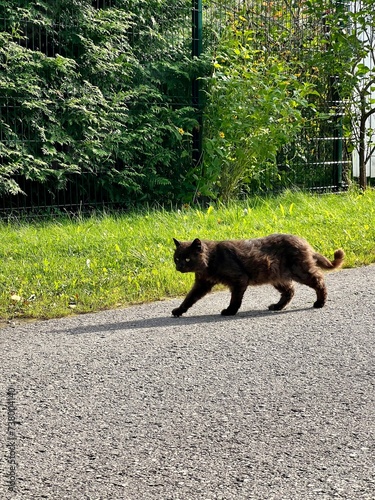 Photography wild cat in the village