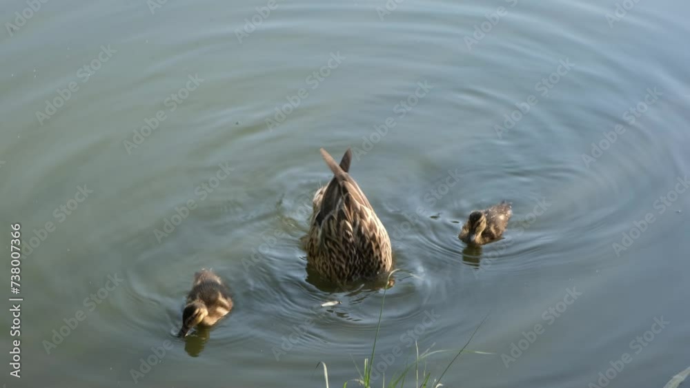 A duck with two ducklings swims, looking for food near the shore of the lake. High quality 4k footage A duck with two ducklings swims, looking for food near the shore of the lake. High quality 4k footage