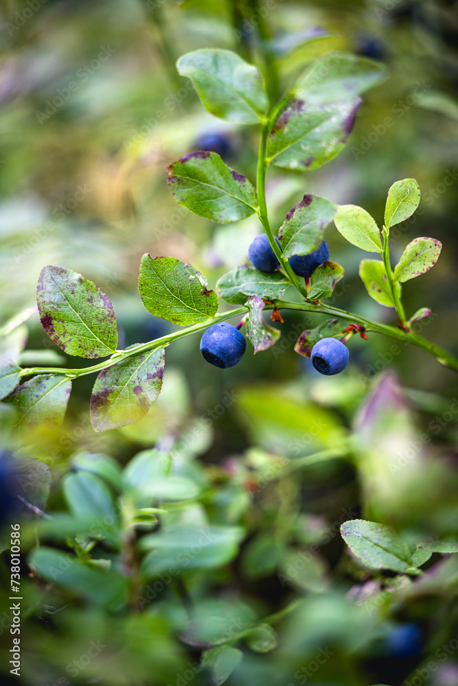 Blueberries in the forest
Blueberries in the forest