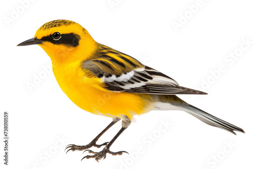 Yellow and Black Bird Standing. A yellow and black bird is standing on a white background, showcasing its vibrant colors and distinctive markings.