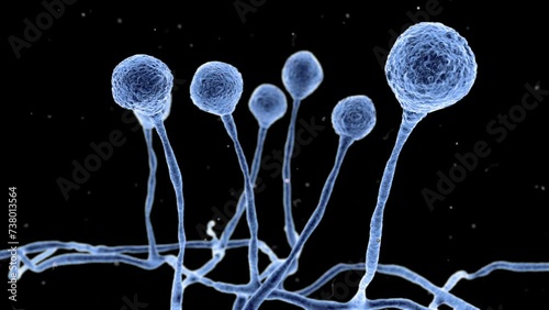 3D animation of a flight through the sporangia of Mucor mould. Opportunistic fungi that cause mucormycosis involving skin, nasal sinuses, brain and lungs. Complication of Covid-19. photo