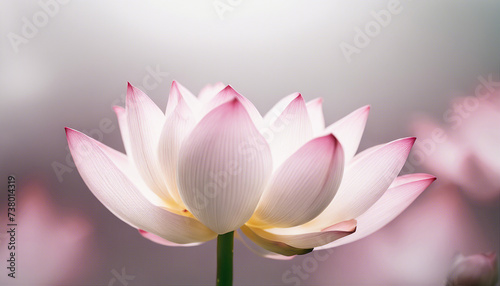 Lotus flower, isolated white background, copy space for text 