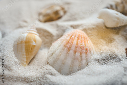 Beautiful seashells and starfish on the white sand beach. Summer holidays travel concept