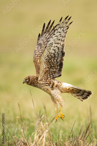 Northern harrier hawk in flight at takeoff.