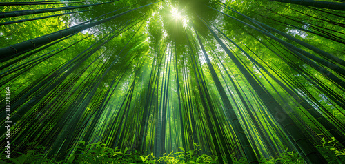 Close up of green bamboo forest background with copy space