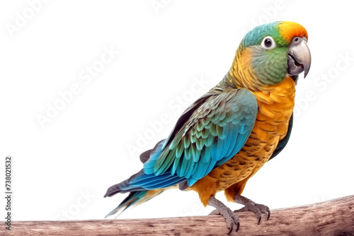 Colorful tropical parrot isolated in white background