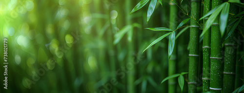 Close up of green bamboo forest background with copy space