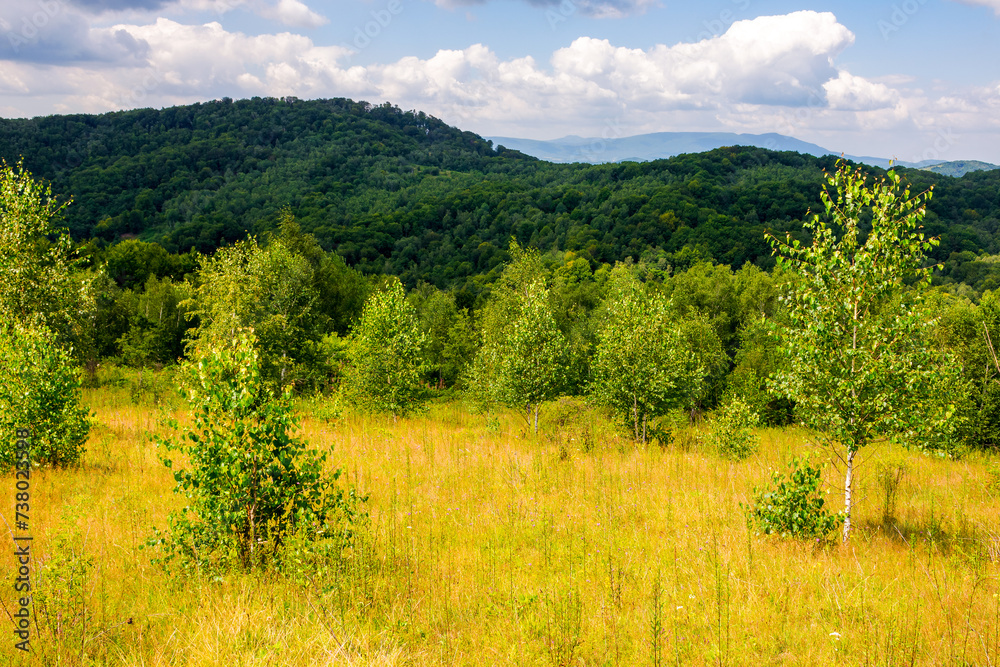 trees on the grassy hill on a sunny day. mountainous landscape of transcarpathia in summer