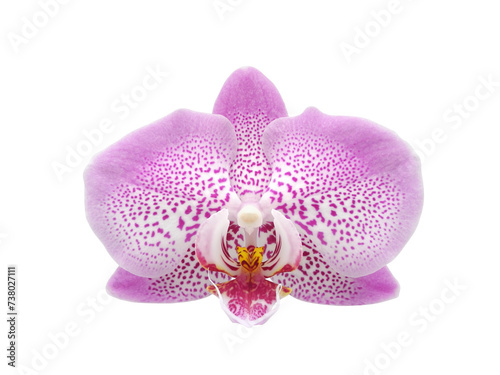 Single spotted lilac orchid flower isolated on white background top view 
