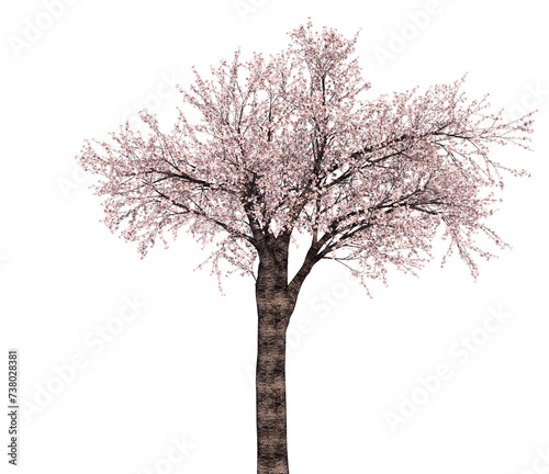 桜の木_3Dイラスト_3