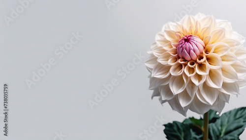 dahlia flower, isolated white background, copy space for text 