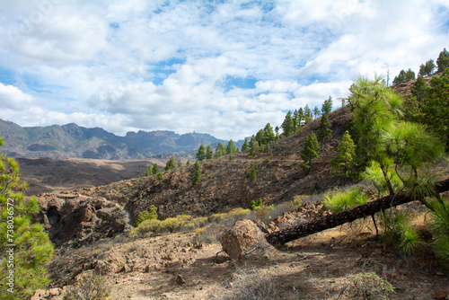 Panoramic view of the mountains on the island of Gran Ganaria with pine trees
