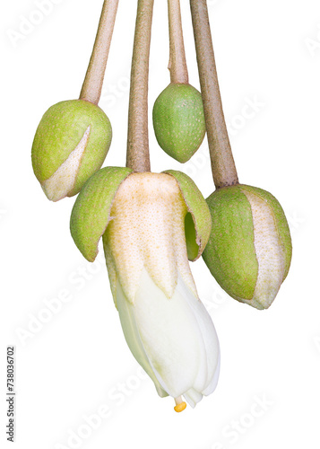 Durian flower buds isolated on white background. Close up