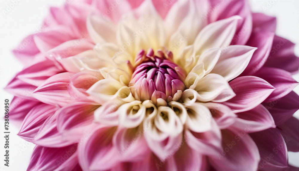 dahlia flower, isolated white background, copy space for text
dahlia flower, isolated white background, copy space for text