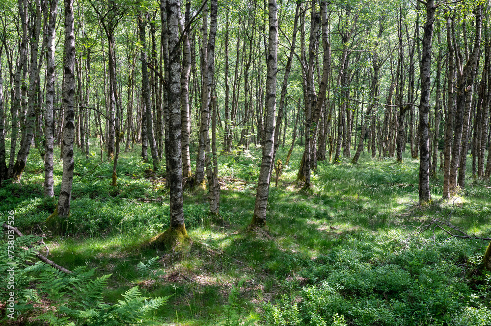 Fototapeta premium Birch in a green forest in the sun light