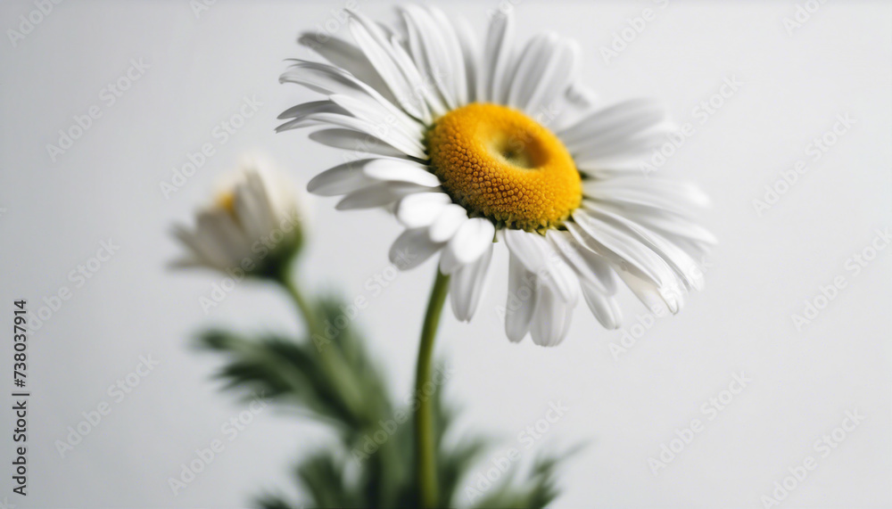 daisy flower, isolated white background, copy space for text
daisy flower, isolated white background, copy space for text