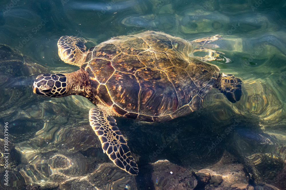 Fototapeta premium Green Sea Turtle Swimming Close Up in Hawaii