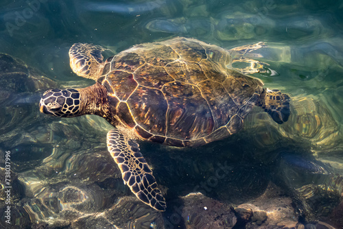 Green Sea Turtle Swimming Close Up in Hawaii