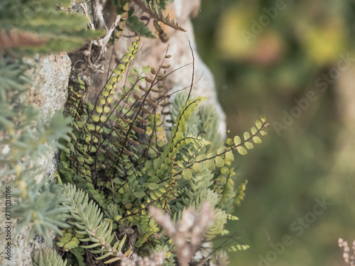 Close up of plants beautiful photo