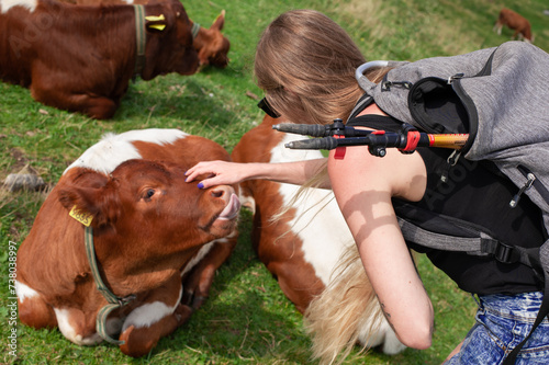 happy brown alpine cows are resting under the spring sun on a green lawn by the authentic slovenian village