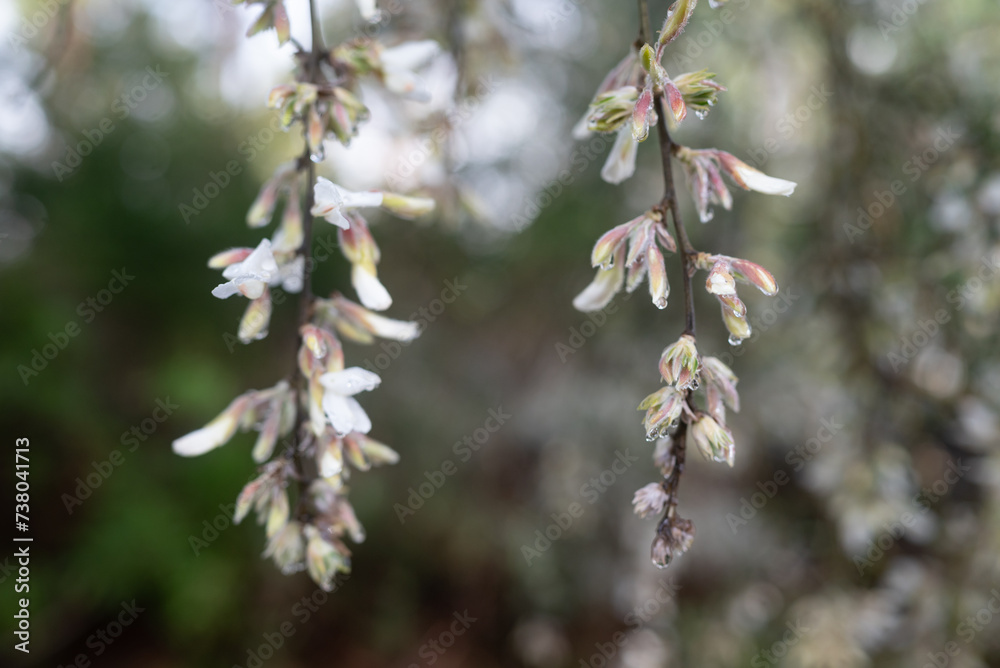 White flowers background under rain. White spanishbroom close-up White flowers background under rain. White spanishbroom close-up