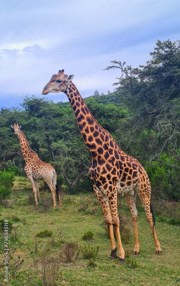 Obraz premium Giraffes in a sanctuary