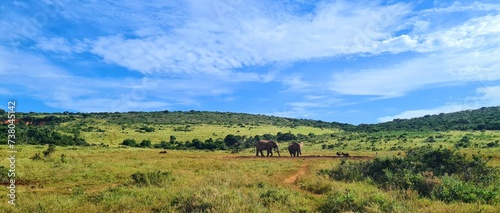 Elephants in National Park