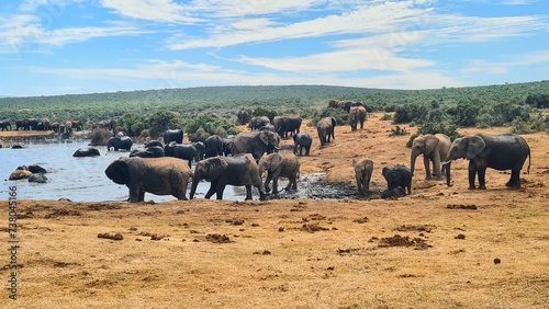 Photography Elephants in National Park