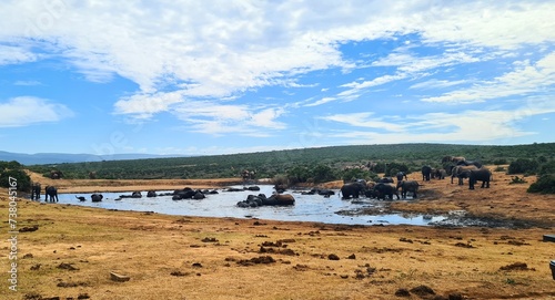 Photography Elephants in National Park