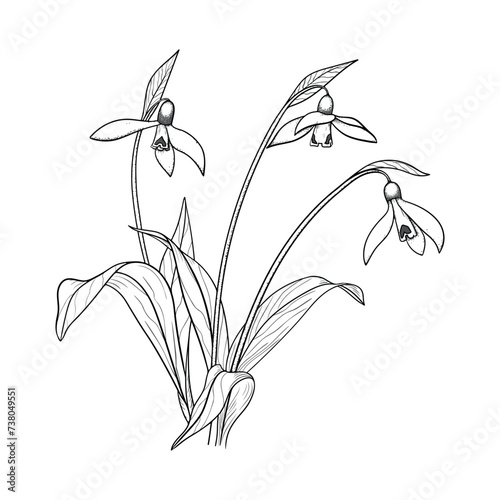 Vector Illustration of Snowdrop Flowers