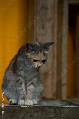 Cute long-haired multi-colored kitten with beautiful big yellow eyes. Beautiful fluffy cat.