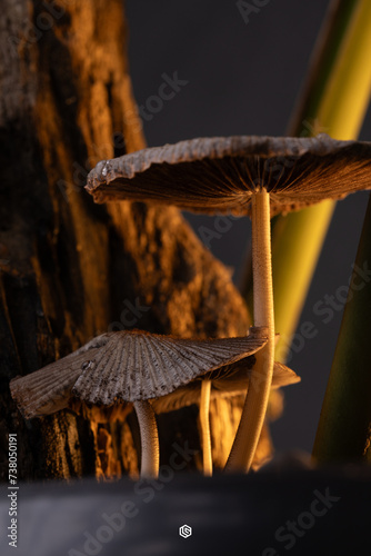 Cogumelos na mata atlantica photo