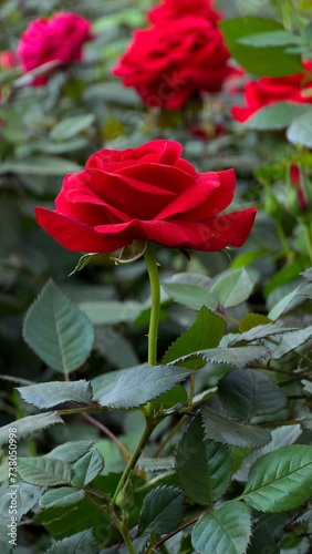 Colorful red rose, beauty nature red flower on green field