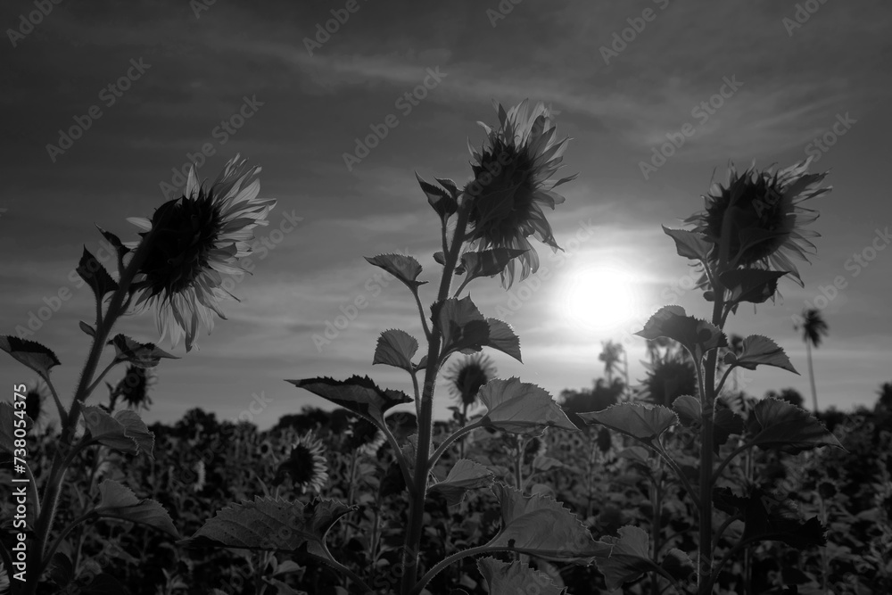 field of sunflowers in the morning