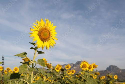 Blooming sunflowers against the blue sky.