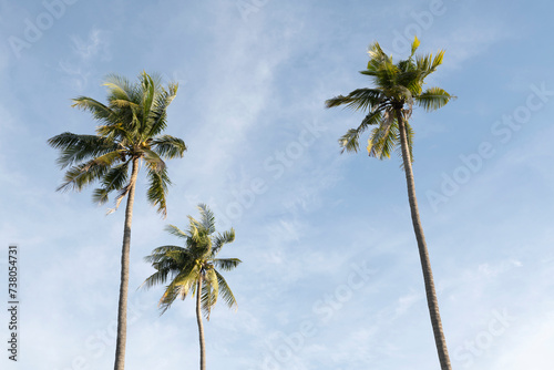three palm trees against the blue sky