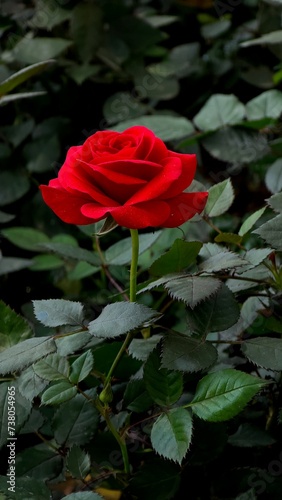 Colorful red rose, beauty nature red flower on green field