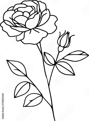 Hand drawn rose flower illustration