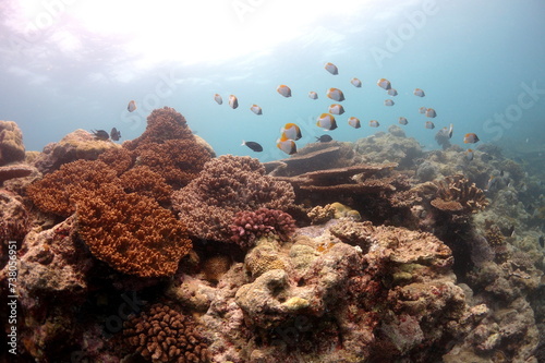 Fototapeta Naklejka Na Ścianę i Meble -  Butterfly fish groupe cruising over a wonderful coral reef in palau micronesia.