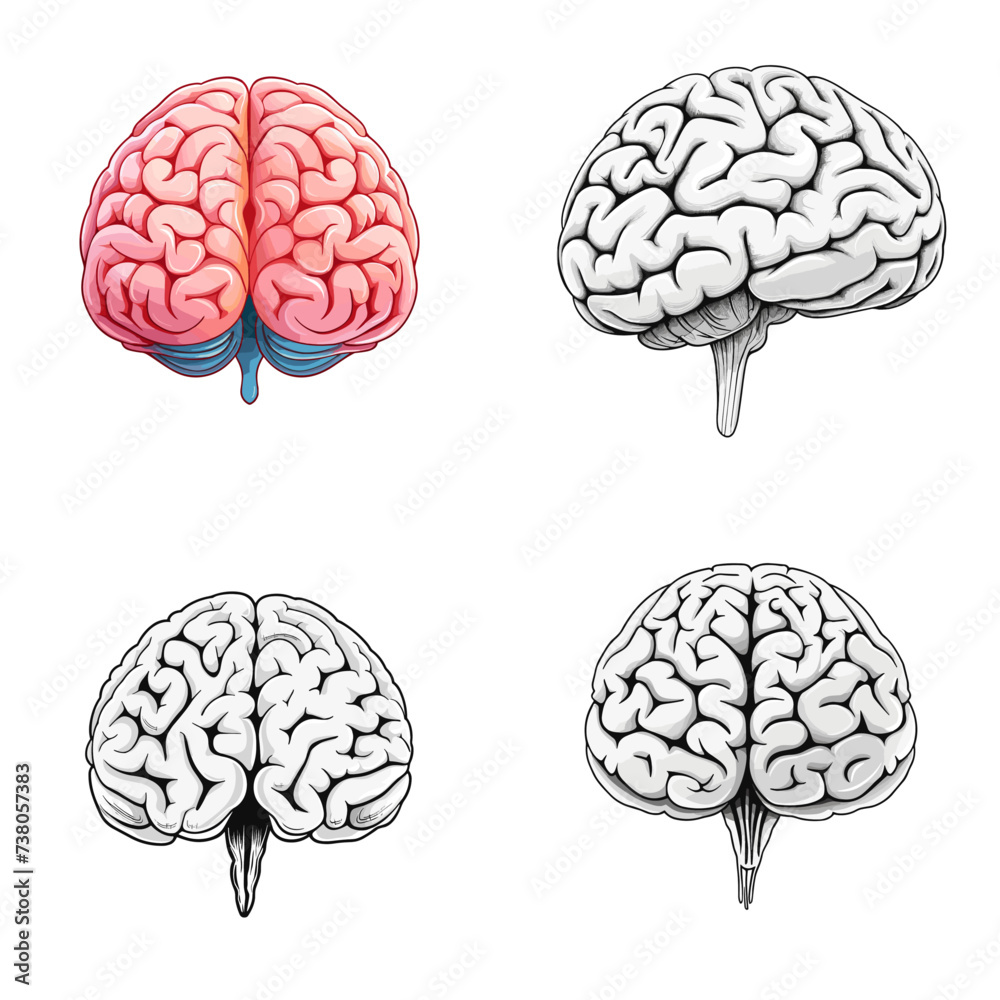 Brain Model (Human Brain Model) simple minimalist isolated in white background vector illustration Brain Model (Human Brain Model) simple minimalist isolated in white background vector illustration